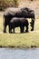 Elephants - Chobe River, Botswana, Africa