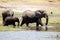 Elephants - Chobe River, Botswana, Africa