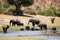 Elephants - Chobe River, Botswana, Africa