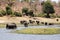 Elephants - Chobe River, Botswana, Africa