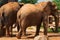 Elephants Cooling Off in Summer