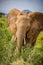 Elephants cover themselves in mud to stay cool in Africa