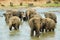 Elephants cross river in Pinnawala, Sri Lanka.
