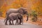 Elephants crossing 3518