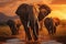 Elephants crossing Olifant River, evening shot, Amboseli National Park, Kenya