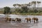 Elephants crossing river with doum palms in background, Samburu, Kenya