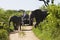 Elephants Crossing Road With Jeep In Background