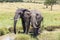 Elephants drink from a stream in the Masai Mara