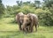 Elephants drink water in the Udawalawe National Park on the island of Sri Lanka