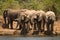 Elephants drinking