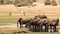 Elephants drinking