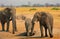 Elephants drinking from camp waterhole