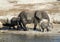 Elephants drinking by the Chobe River, Botswana