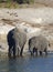 Elephants drinking by the Chobe River, Botswana