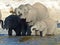 Elephants drinking by the Chobe River, Botswana