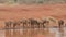 Elephants drinking from a river