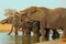 Elephants drinking with trunks curled into mouths