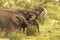 Elephants Drinking Water