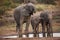 Elephants drinking at a water hole 10659