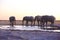 Elephants drinking water after sunset