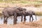 Elephants drinking water in the Tarangire River