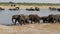 Elephants drinking at waterhole, Hwange, Africa wildlife