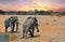 Elephants on the dry plains in Etosha with the sun setting