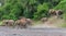 Elephants in an almost dry riverbed in Mashatu Game Reserve