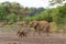 Elephants in an almost dry riverbed in Mashatu Game Reserve
