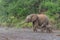 Elephants in an almost dry riverbed in Mashatu Game Reserve