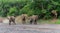 Elephants in an almost dry riverbed in Mashatu Game Reserve