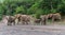 Elephants in an almost dry riverbed in Mashatu Game Reserve