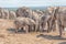 Elephants eating fresh dung
