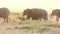 Elephants eating grass in Amboseli