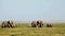 Elephants eating grass in Amboseli Park