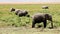 Elephants eating grass in Amboseli Park