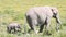 Elephants eating grass in Amboseli Park