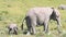 Elephants eating grass in Amboseli Park