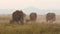 Elephants eating grass in Amboseli Park