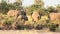 Elephants eating grass in Amboseli Park