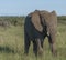 Elephants eating lush green grass, with trunk curled into mouth