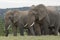 Elephants eating together