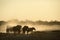 Elephants enjoying dusk at Okaukeujo waterhole