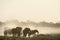 Elephants enjoying dusk at Okaukeujo waterhole