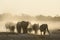 Elephants enjoying dusk at Okaukeujo waterhole