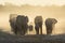 Elephants enjoying dusk at Okaukeujo waterhole