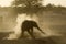 Elephants enjoying dusk at Okaukeujo waterhole