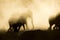 Elephants enjoying dusk at Okaukeujo waterhole