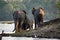 Elephants entering the Zambezi River