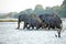 Elephants entering the Zambezi River